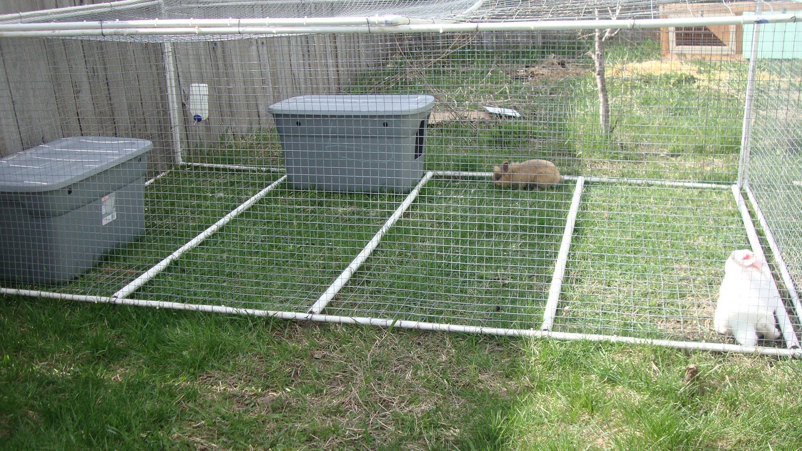 Little Avalon Farm PVC Rabbit Tractor and We're DONE!