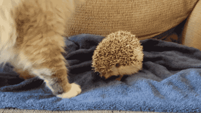 animal gif, gif picture, cat sits on hedgehog