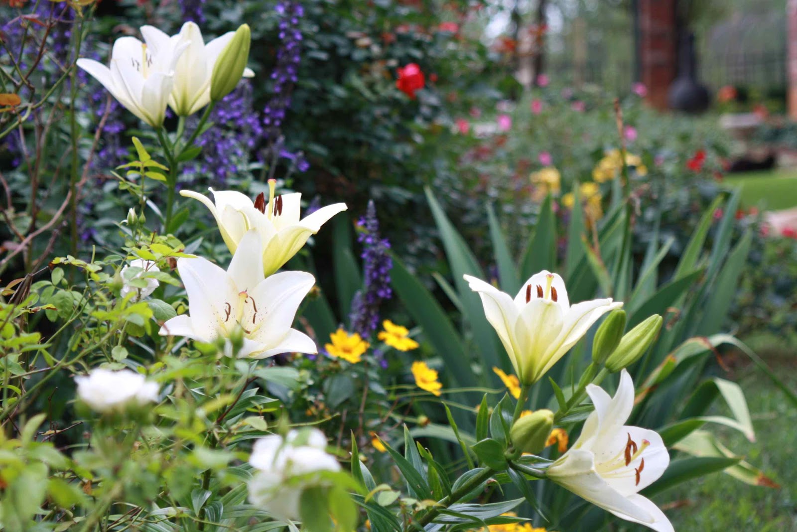 Define LilyLivered Synonym at Nickie Ricks blog