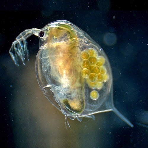 budidaya kutu air untuk pakan benih ikan budidayaku budidaya kutu air untuk pakan benih ikan budidayaku