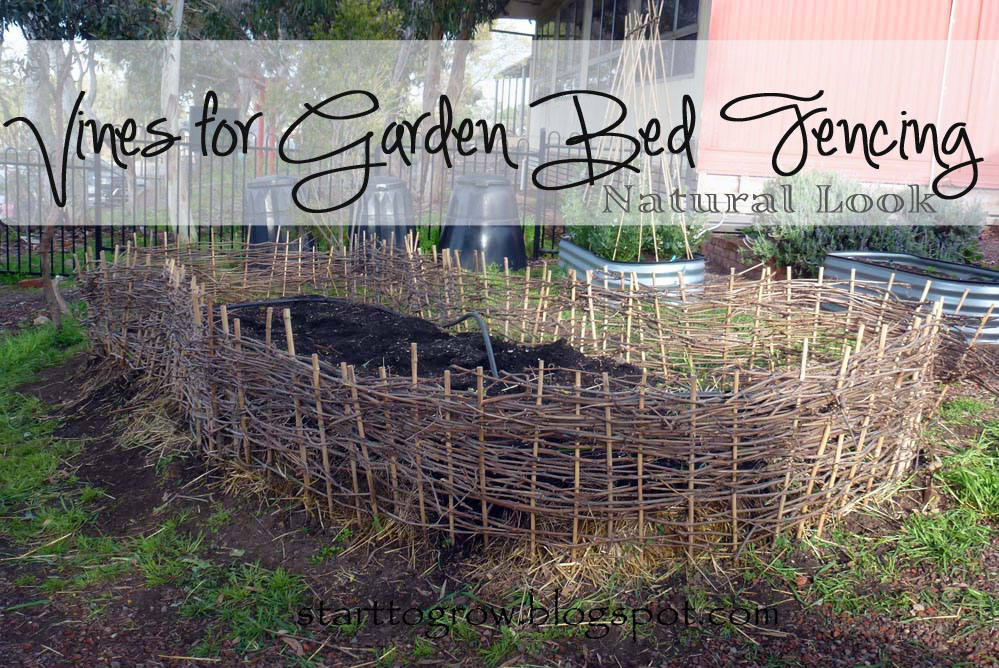 Start To Grow Vines for Garden Bed Fencing