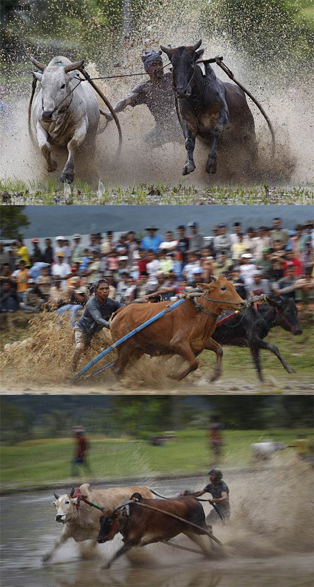 perlumbaan lumba lembu di sawah padi indonesia2 perlumbaan lumba lembu di sawah padi indonesia2