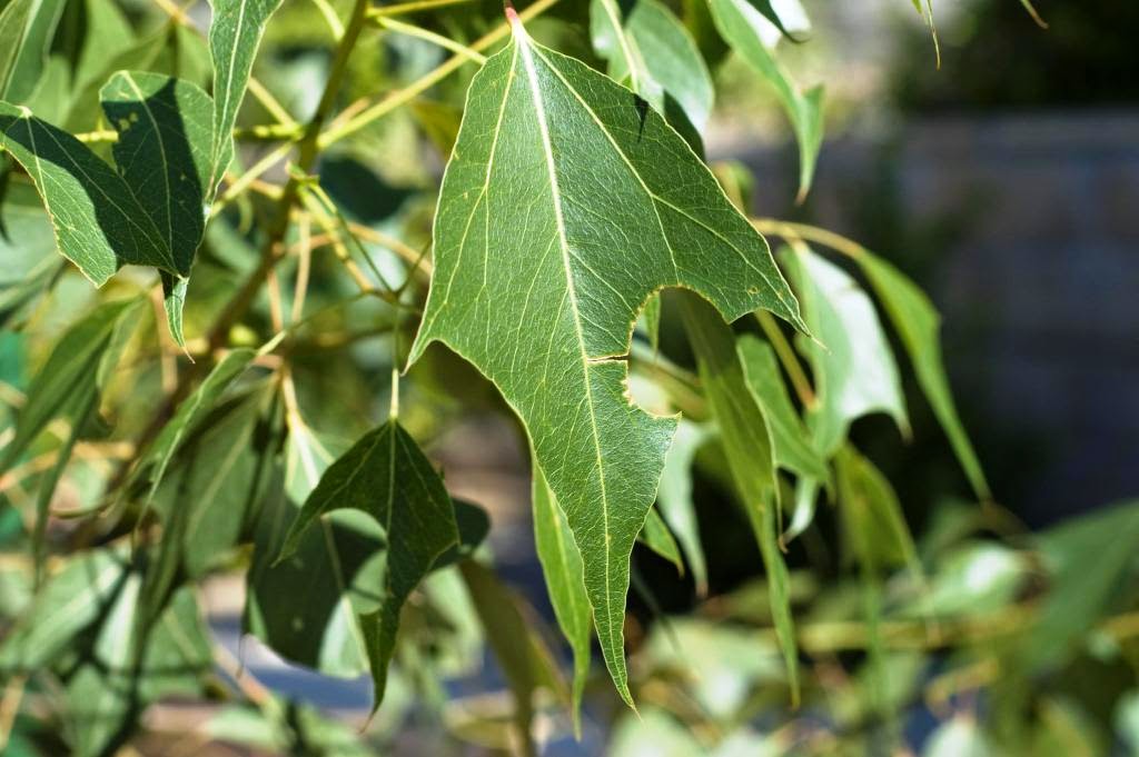 Xtremehorticulture of the Desert Leafcutter Bee Perfect