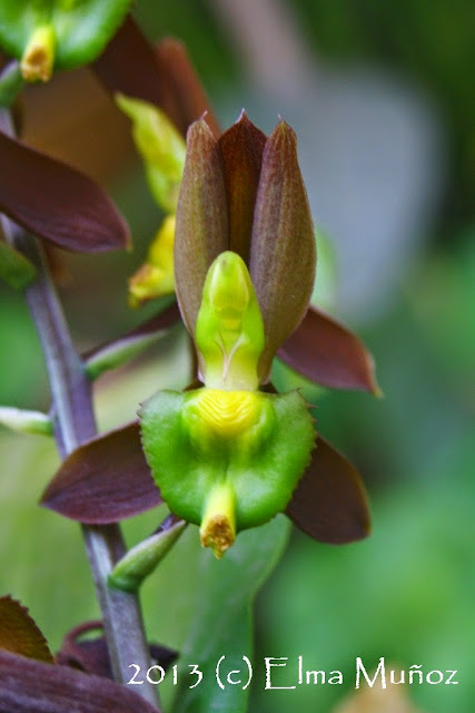 Catasetum tenebrosum. Fotografia de orquidea peruana