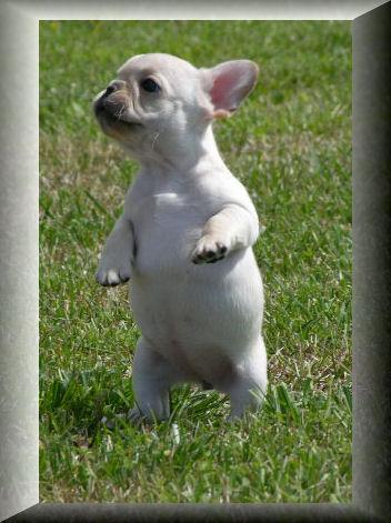 French Bulldogs Pics