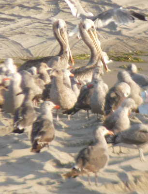 pelicans and gulls on beach