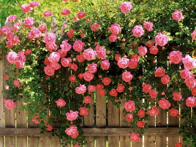ETERNO As rosas do meu jardim ETERNO As rosas do meu jardim