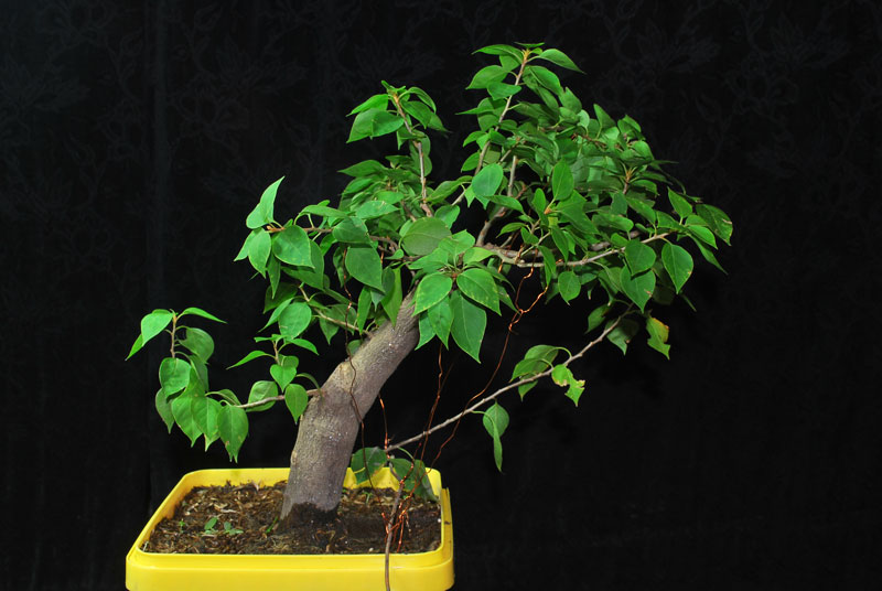 Bougainvillea Bonsai Bougainvillea Bonsai