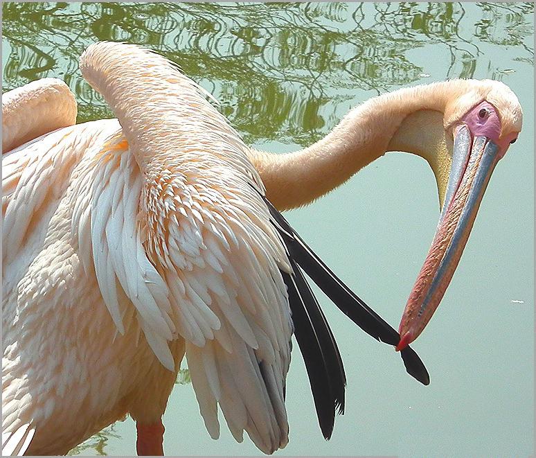 Latest Big Birds Wallpapers - Entertainment Only