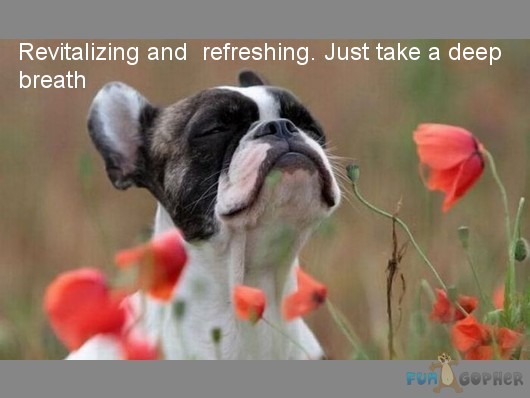 How To Make My Dogs Breath Better How To Make My Dogs Breath Better