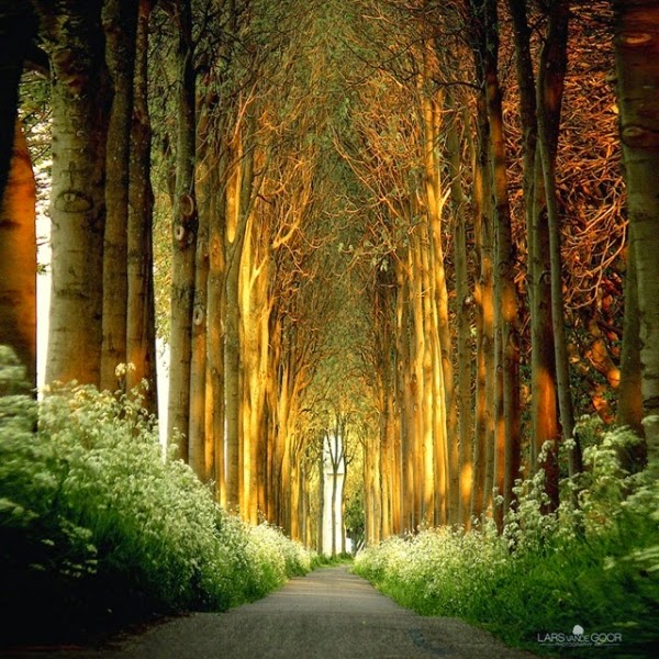 What a wonderful world! The most beautiful tree tunnels in the world