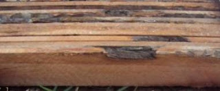 contoh kayu kelapa yang baik