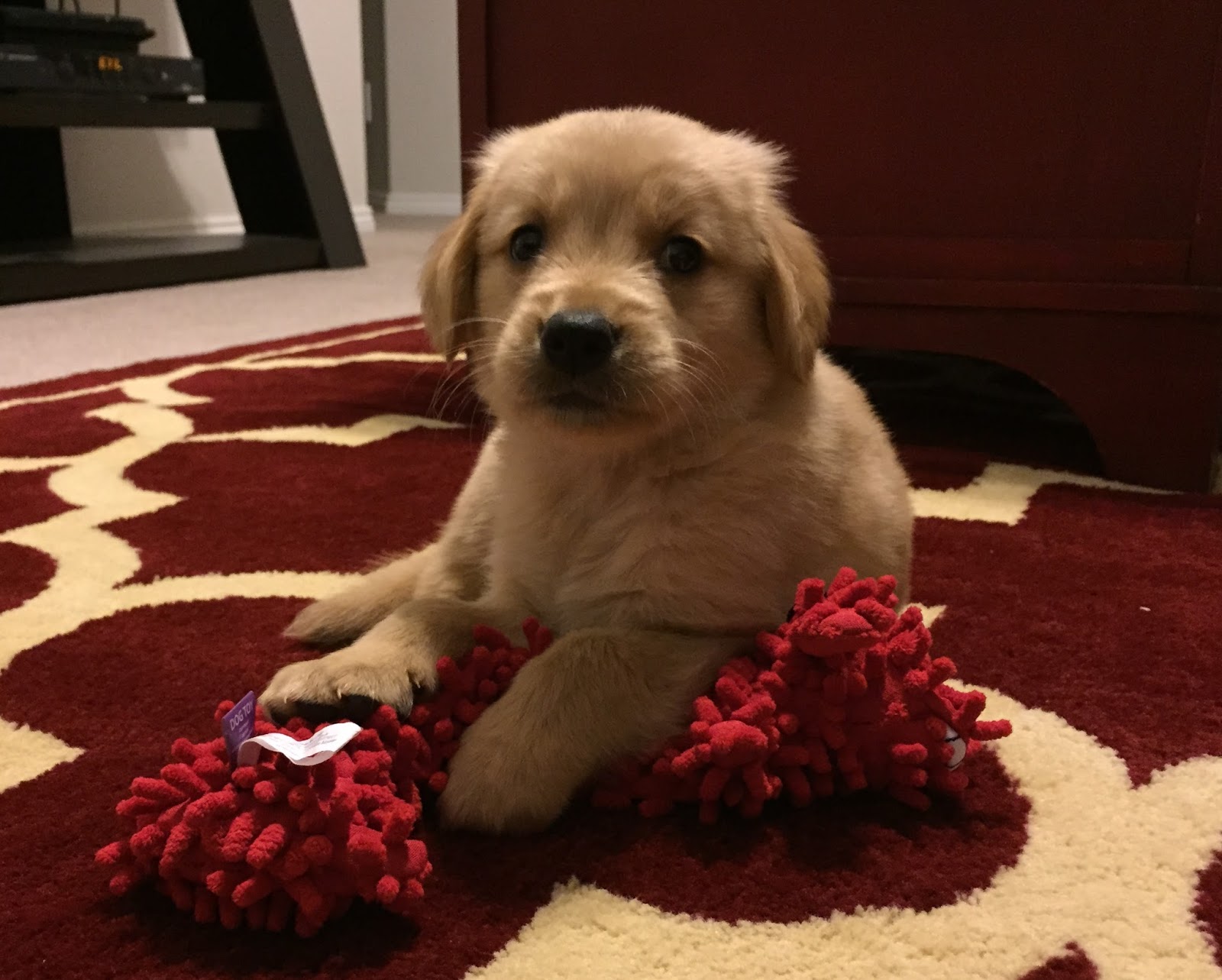 Snippets 'N Stuff Golden Retriever Puppy