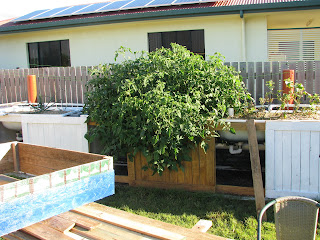 Aquaponic Bathtubs Aquaponic Bathtubs