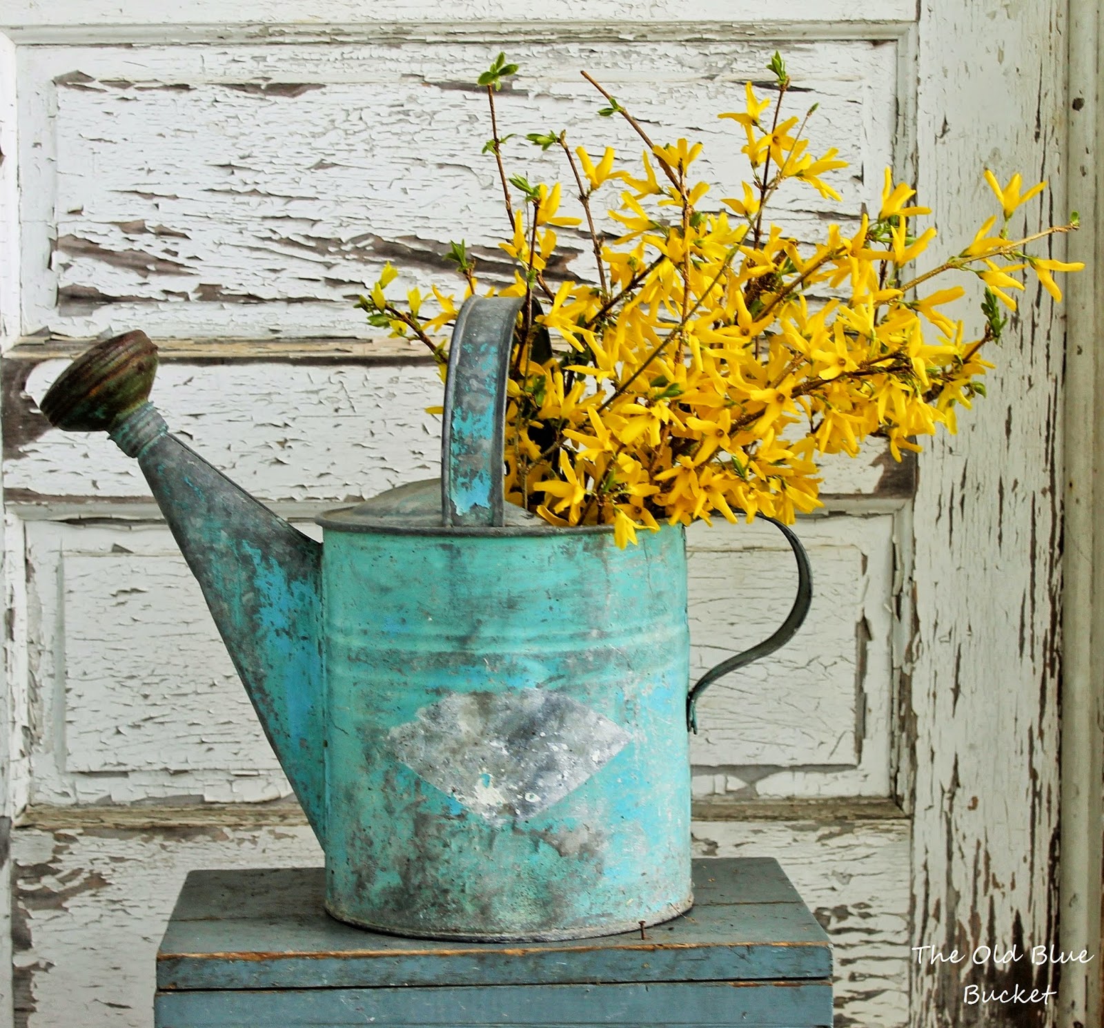 The Old Blue Bucket The Forsythia Are Blooming!