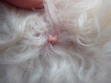 Cauliflower Spot On Cat S Neck Cauliflower Spot On Cat S Neck