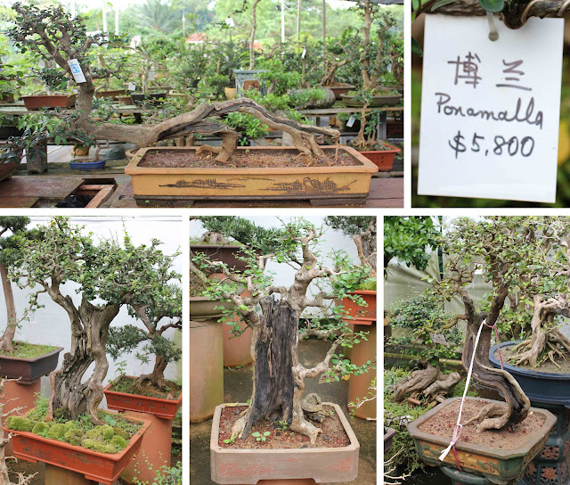 Bonsai Skosh Bonsai Gallery, Singapore