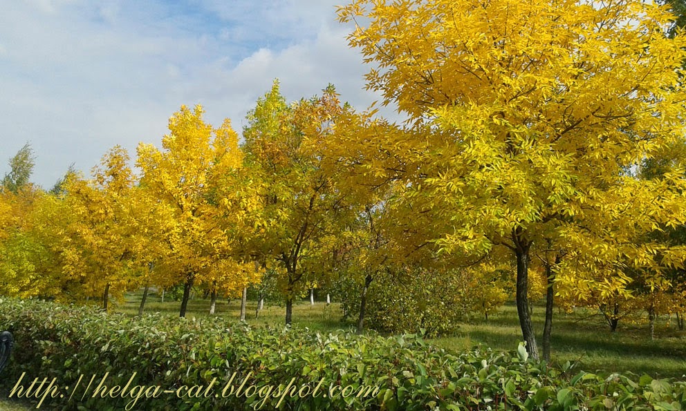 Как Сделать Красивое Фото Осенью В Парке