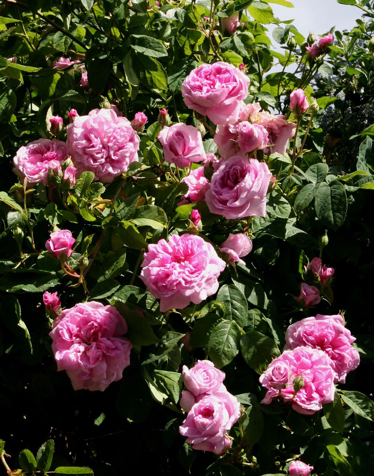 Scottish Artist and his Garden ROOM FOR BIG ROSES