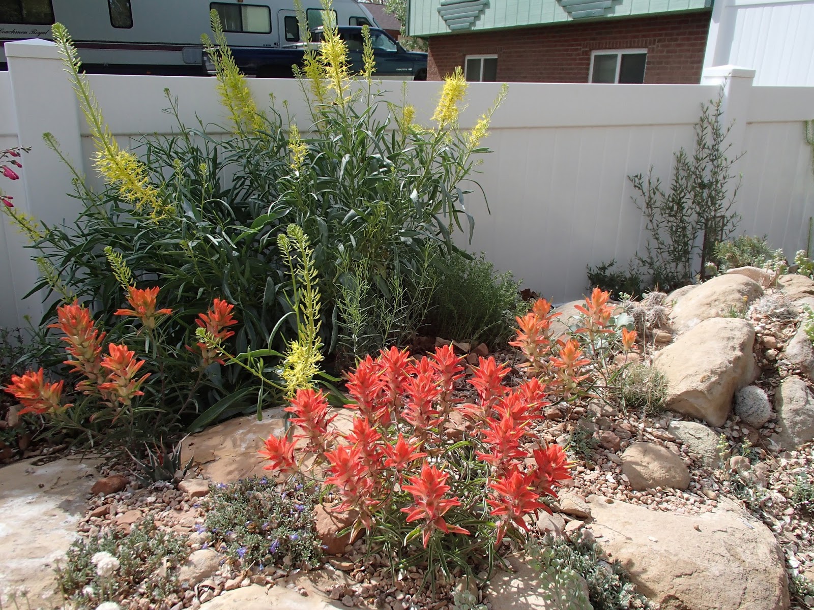 I Need A Cup of Tea: The "Total" Xeriscape in Colorado ...