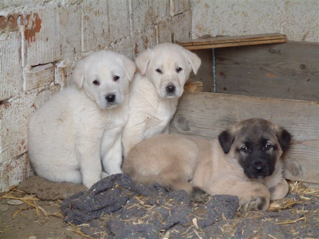 Akbash Puppies for Sale Akbash Puppies for Sale