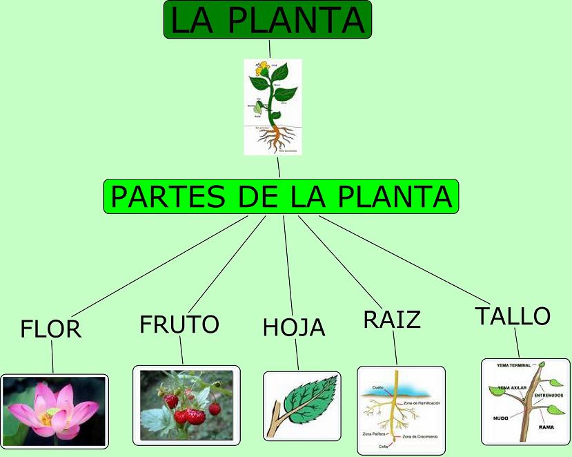 ... /TVWWbGwAwYI/AAAAAAAAABc/g1_uXBUmi1U/s1600/PARTES+DE+LAPLANTA.jpg