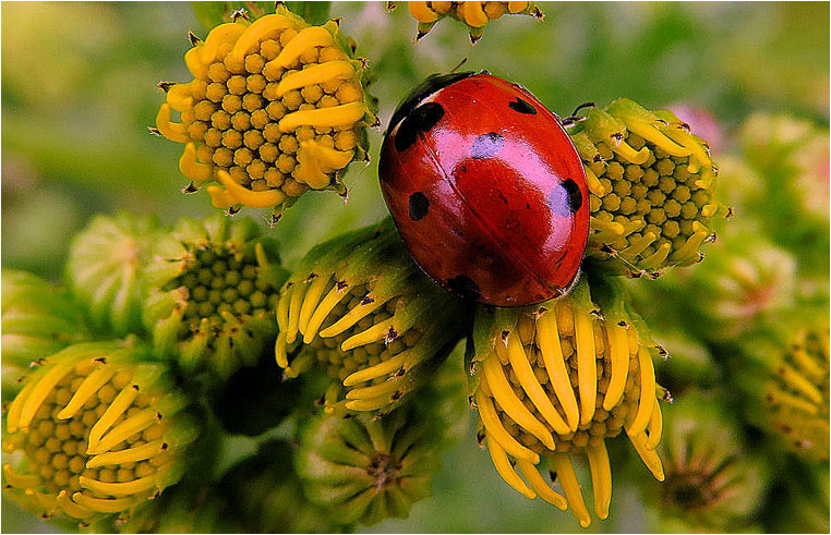 Compact Camera, Best Photo of the Day in Emphoka by Hélène Westerhof, Canon SX50 HS, https://flic.kr/p/nJsC3j Compact Camera, Best Photo of the Day in Emphoka by Hélène Westerhof, Canon SX50 HS, https://flic.kr/p/nJsC3j