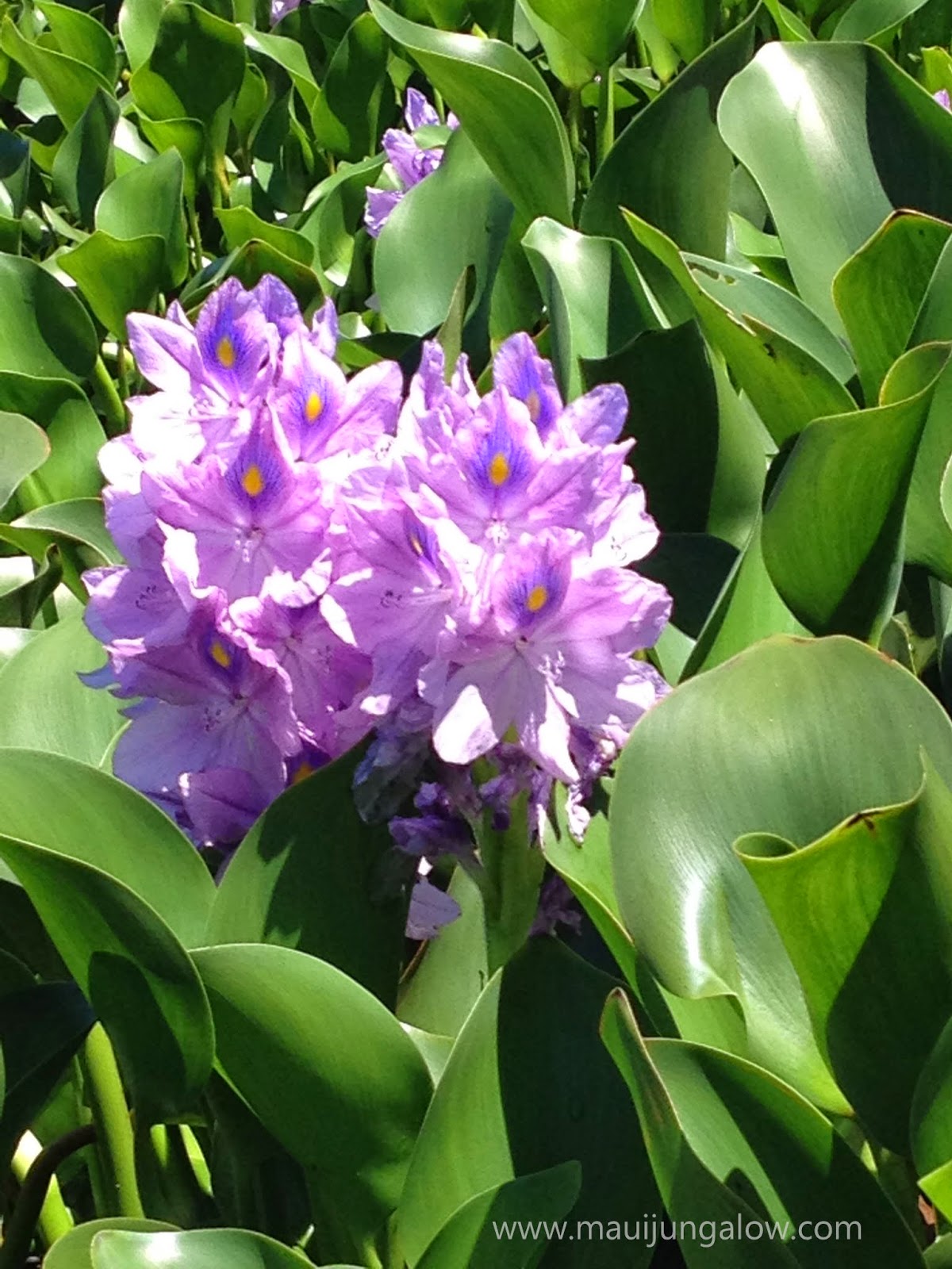 Maui Jungalow The Maui Water Lily Farm