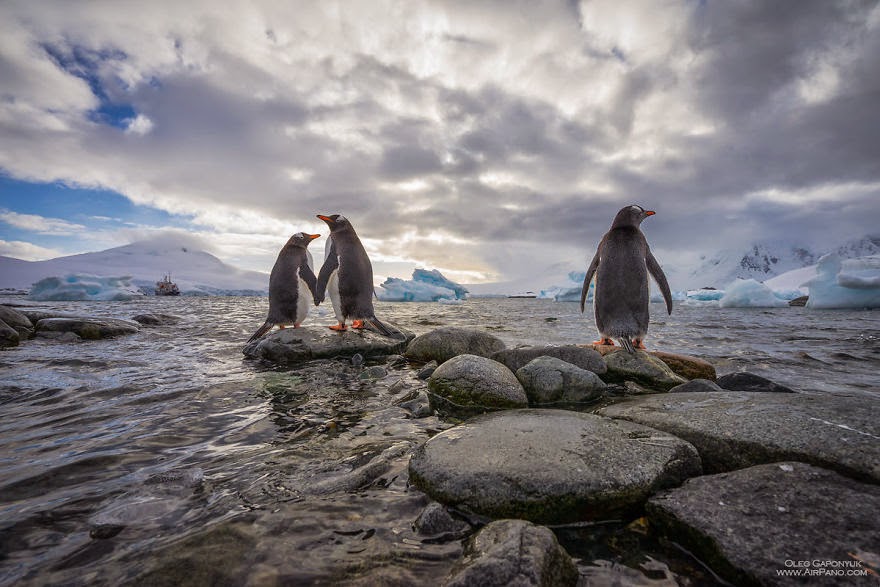 Third superfluous penguin - Cold Yet Beautiful Photos Of Antarctica Taken By AirPano Third superfluous penguin - Cold Yet Beautiful Photos Of Antarctica Taken By AirPano