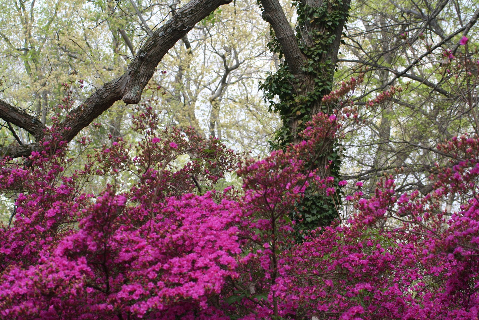 Pine Lake The Blog Spring Gets Underway at the New Jersey Botanical