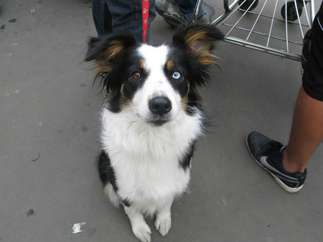 Cachorros com heterocromia ocular