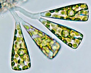 Licmophora dalmatica. Licmophora dalmatica.