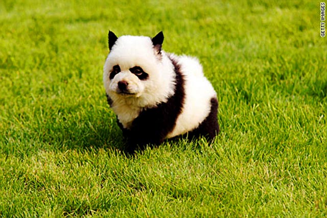 http://4.bp.blogspot.com/-2dJ44vJDrNA/TjTa_40cJMI/AAAAAAAAEl4/3gY3gsKNNnU/s1600/china-panda-dog.jpg