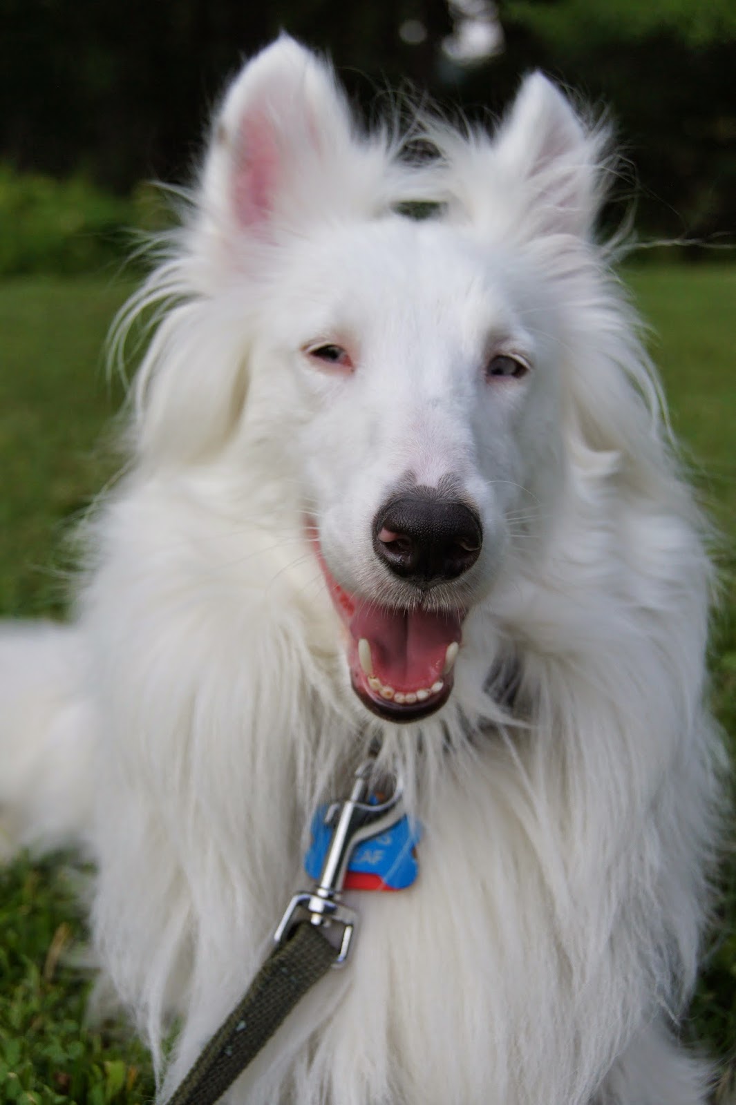 White Dog Blog Deaf Dog Awareness Week!