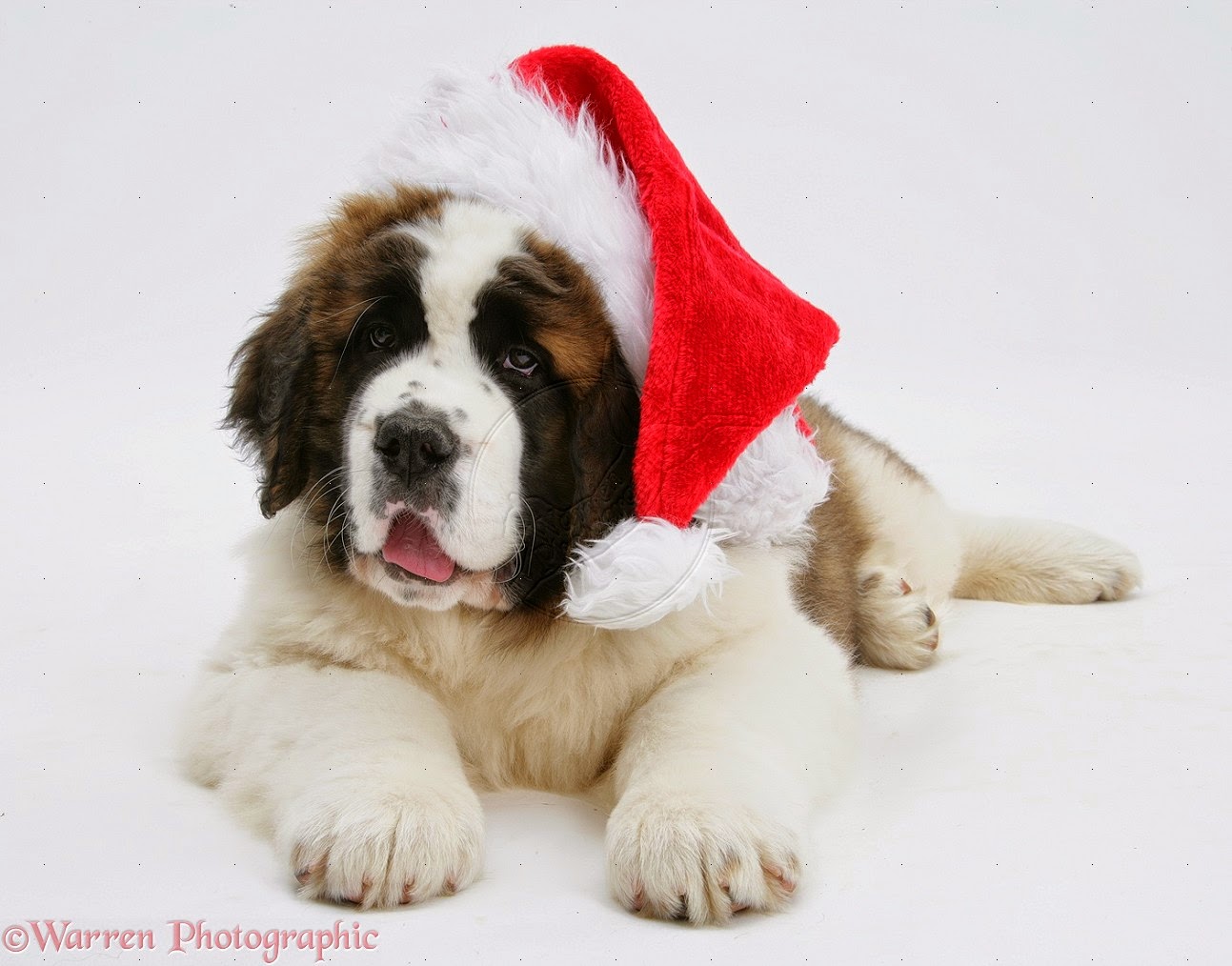 Rules of the Jungle Saint Bernard puppies