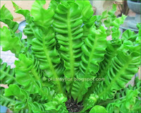 Asplenium nidus 'osaka'