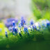 Wallpaper Muscari Flowers