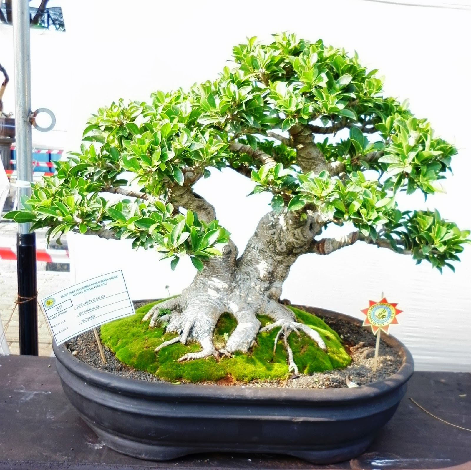 1001 Gambar Keren Gambar Bonsai