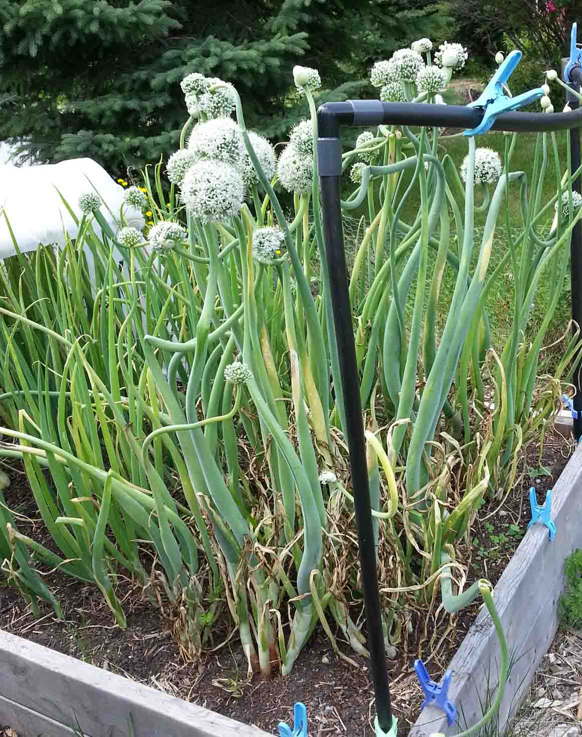 The Gardening Me Onion Update