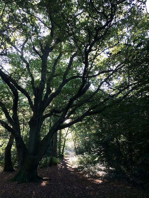 Sunlight through the trees on Hayes Common, 6 October 2013. Sunlight through the trees on Hayes Common, 6 October 2013.