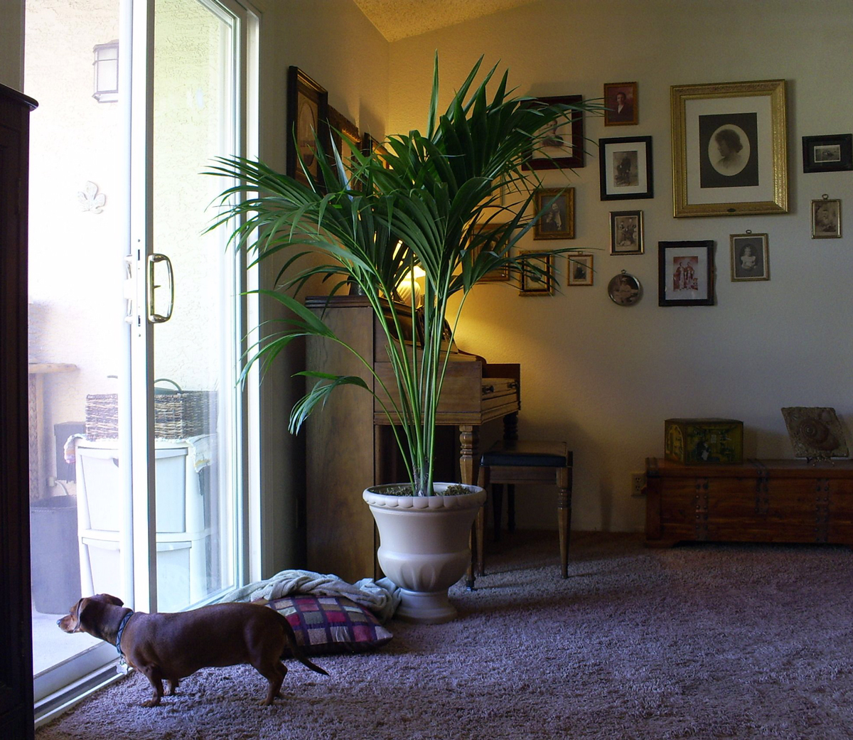 Brad's Tropical Paradise The bestkept secret for indoor palm trees