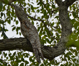 Great Potoo, Nyctibius grandis