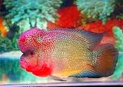ikan louhan budidaya ikan louhan, budidaya ikan louhan, lou han
