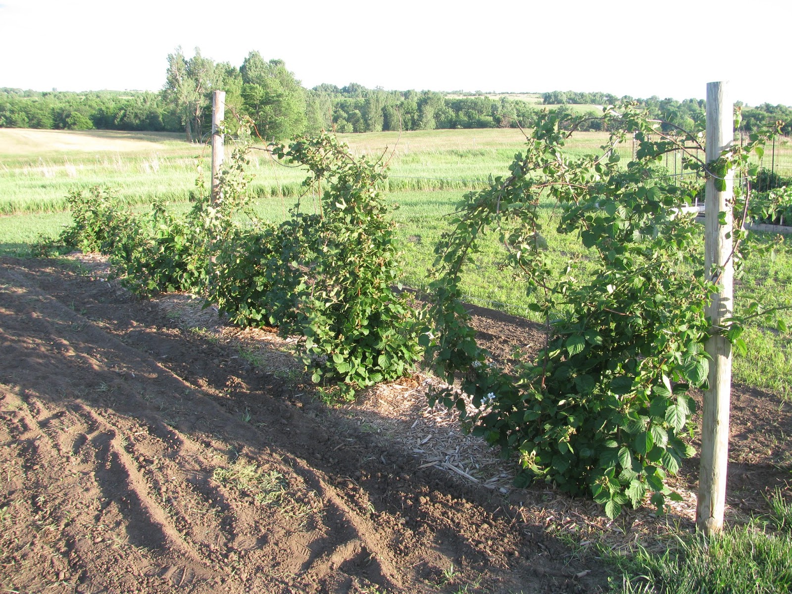 The Harried Homemaker Preps The Easiest Fruit to Grow for Survival