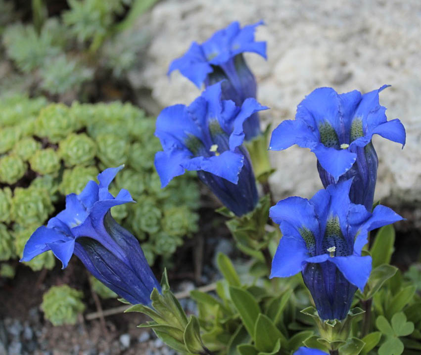 Bloomingwriter Gardening In Nova Scotia Exciting Breakthroughs Blue Is The Rarest Of Colours In Flower World Which Probably Why True Flowers Like Gentians Cause People Me To Gasp And Lose My Mind