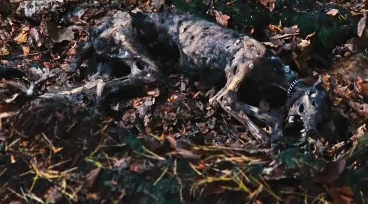 The Barrens Dog Corpse
