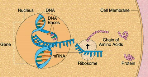 translation of the dna code essay The genetic code is the codons within dna and rna, composed of triplets of bases which eventually lead to protein synthesis 354 explain the process of translation, leading to polypeptide formation. translation of the dna code essay The genetic code is the codons within dna and rna, composed of triplets of bases which eventually lead to protein synthesis 354 explain the process of translation, leading to polypeptide formation.
