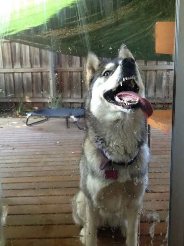 How to clean your window properly (4 pics) Amazing Creatures