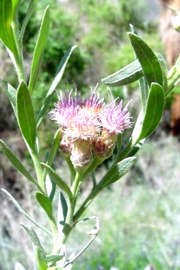MEXICALI HISTORIA, FOTOS, PROYECTOS Y MAS...