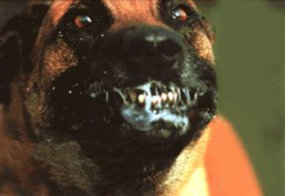 materia-medica-homeopatica-vijnosky-LYSS